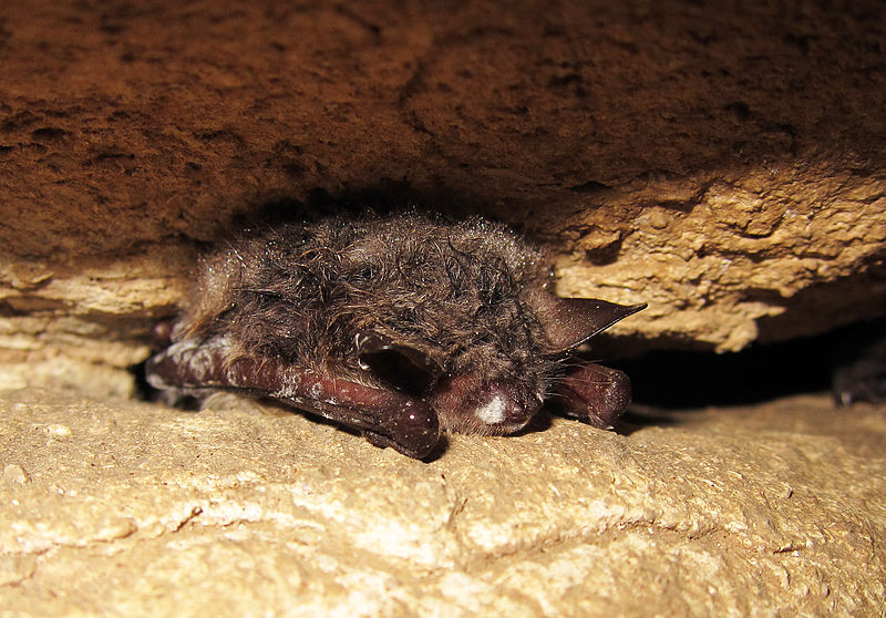 A northern myotis (Myotis septentrionalis) with suspected White Nose Syndrome. Note fungal growth on face and forearm. At a Monroe County, Illinois hibernaculum. Histopathological confirmation of White Nose Syndrome for this animal is still pending. 13 February 2013. Photo credit: University of Illinois/Steve Taylor